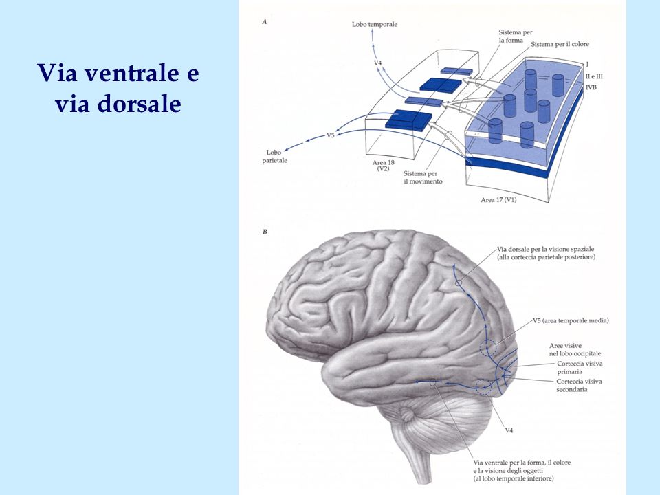 Il Sistema Visivo Ppt Video Online Scaricare